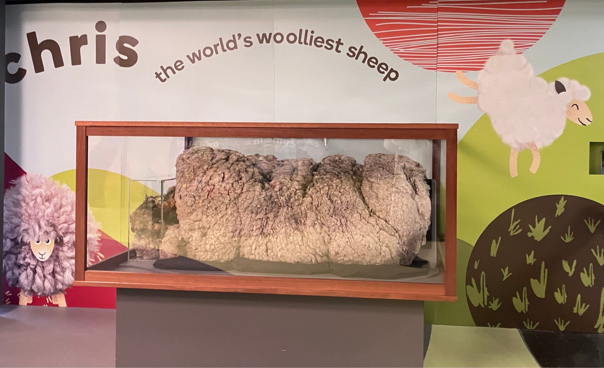 A specimen of sheep's wool