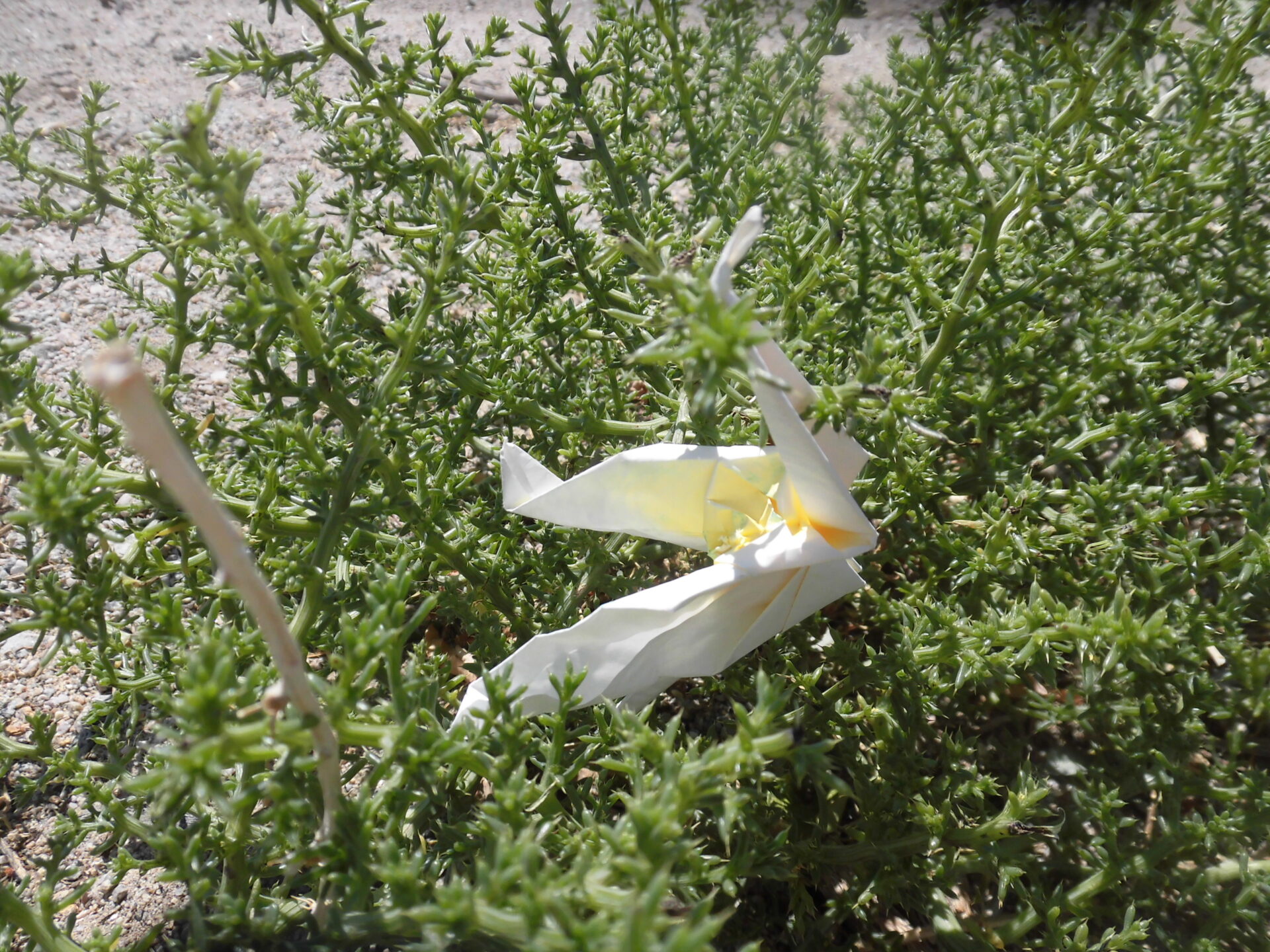 MES ロサンゼルス滞在記 「6月の現状」